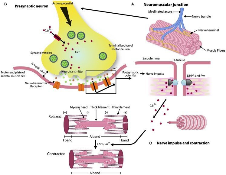 „Architektura neuromuskulárního spojení“ převzato z Gonzalez-Friere et al. [3]